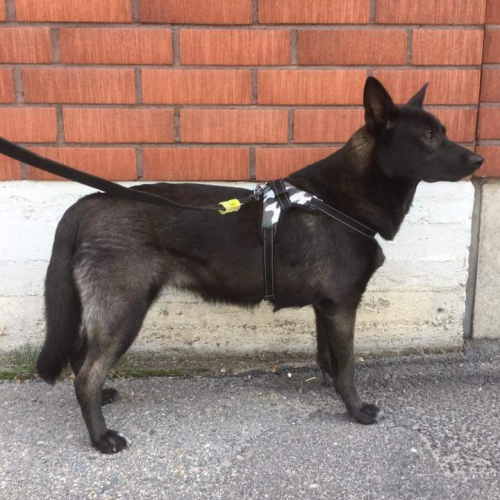 Nordic Wolfdogs Loki