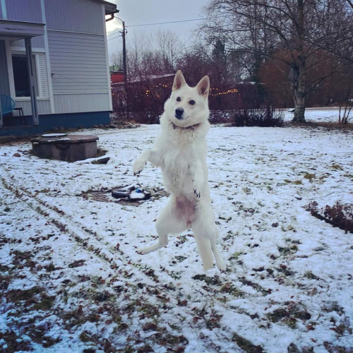 Nordic Wolfdogs Maya