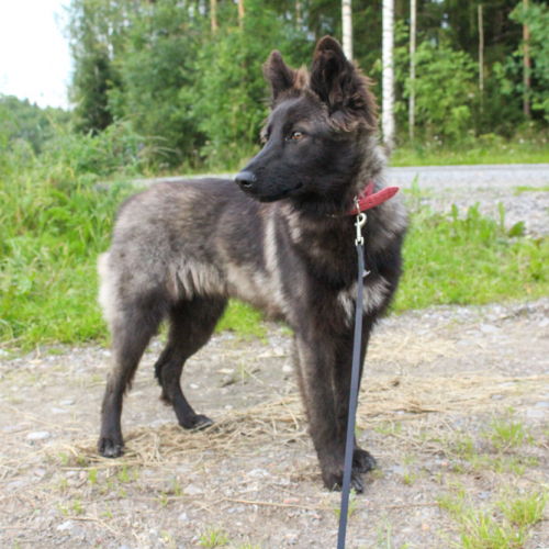 Nordic Wolfdogs Mimi