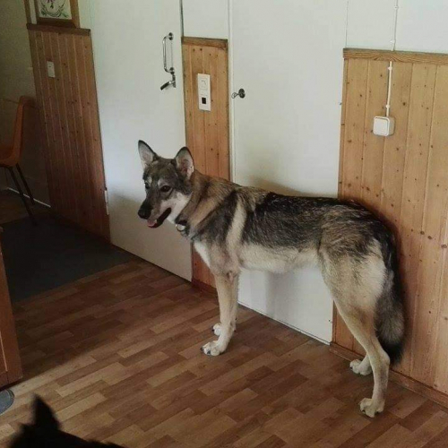 Nordic Wolfdogs Odin