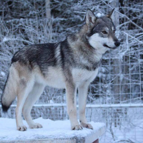 Nordic Wolfdogs Ofelia