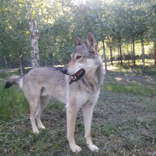 Nordic Wolfdogs Orion