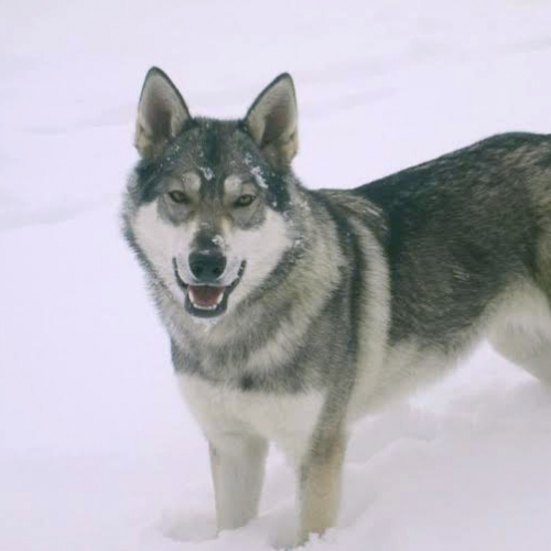 Nordic Wolfdogs Piiku