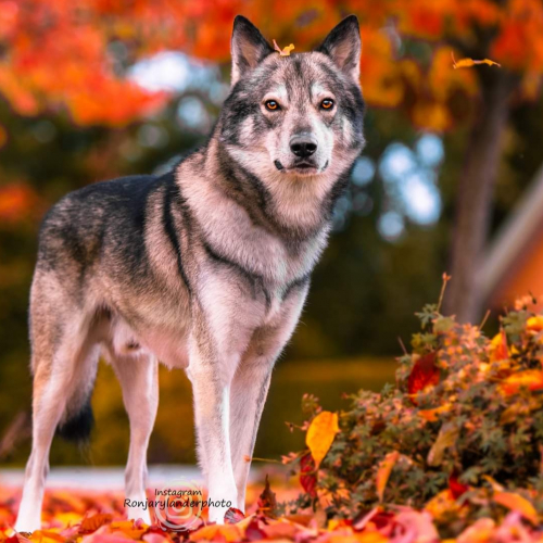 Nordic Wolfdogs Theodore