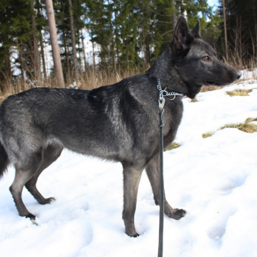 Nordic Wolfdogs Rika