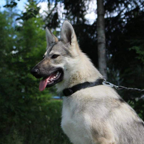 Nordic Wolfdogs Sophie