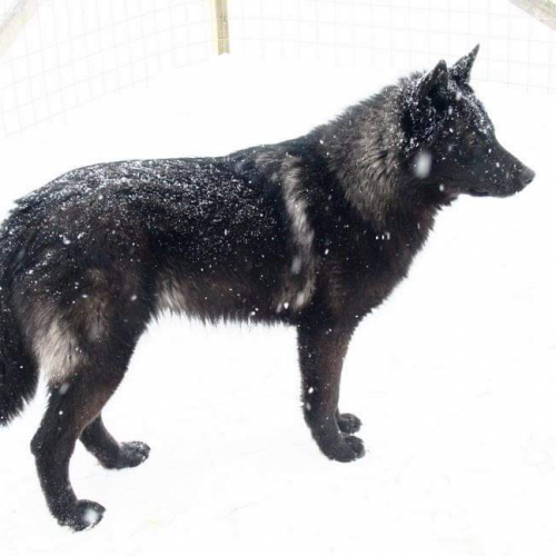 Nordic Wolfdogs Tara