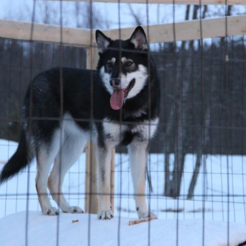 Nordic Wolfdogs Tellu