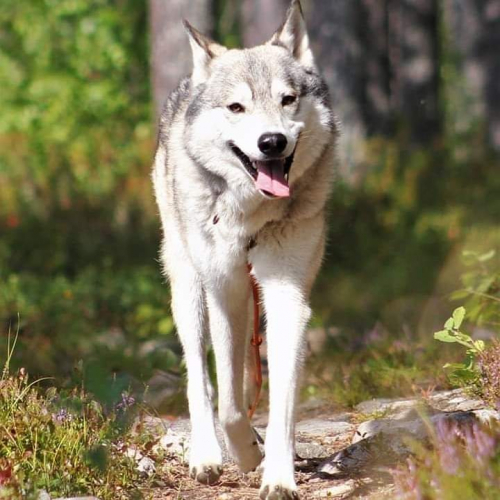 Nordic Wolfdogs Thunder