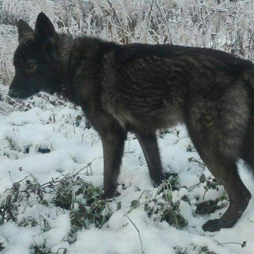 Nordic Wolfdogs Tim