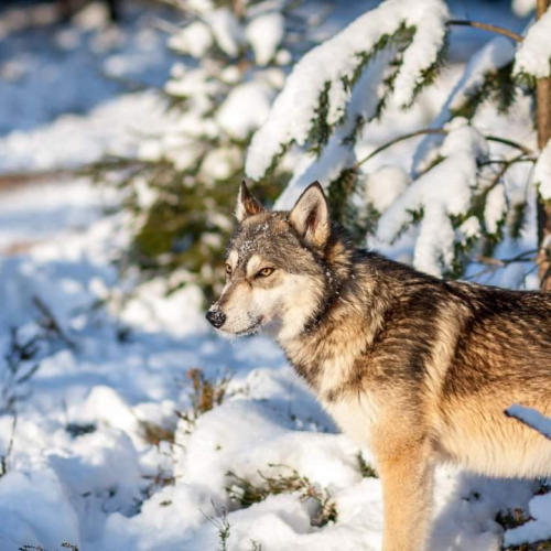 Nordic Wolfdogs Tirri