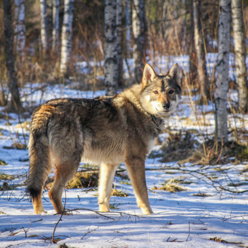 Nordic Wolfdogs Ukko