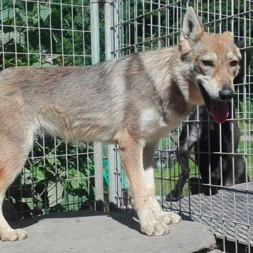 Nordic Wolfdogs Unique