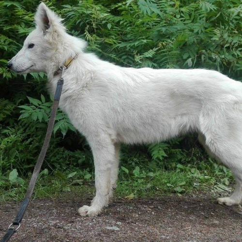 Nordic Wolfdogs Urban