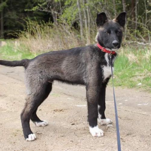 Nordic Wolfdogs Vito