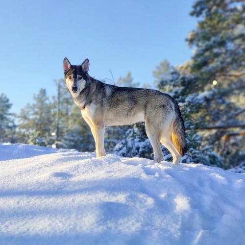 Nordic Wolfdogs Yakutsk