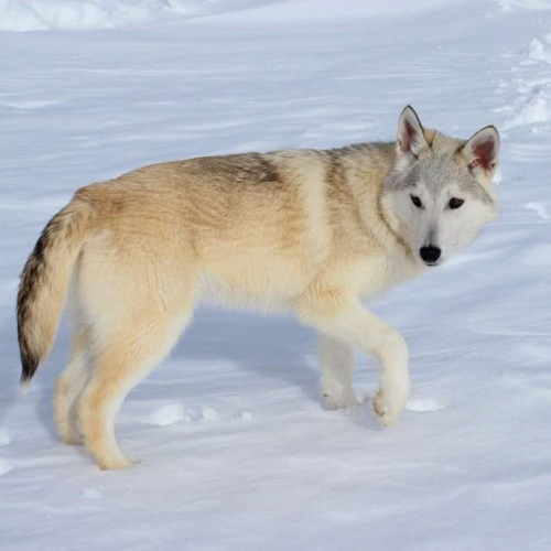 Nordic Wolfdogs Yarrah