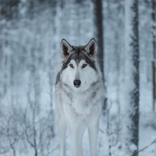 Nordic Wolfdogs Yaxley