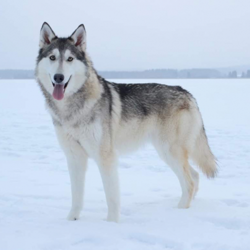 Nordic Wolfdogs Yellowstone