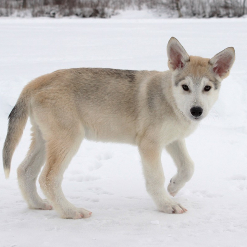 Nordic Wolfdogs Yogi