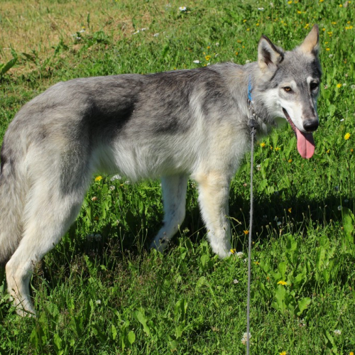 Nordic Wolfdogs York