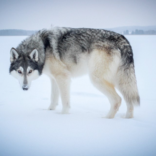 Nordic Wolfdogs Yosemite