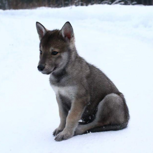 Nordic Wolfdogs You Know Who