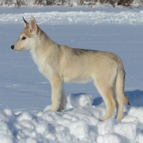 Nordic Wolfdogs Yucatan