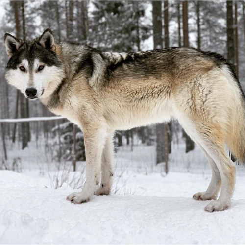 Nordic Wolfdogs Yukon