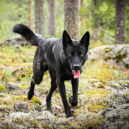 Nordic Wolfdogs Zorro