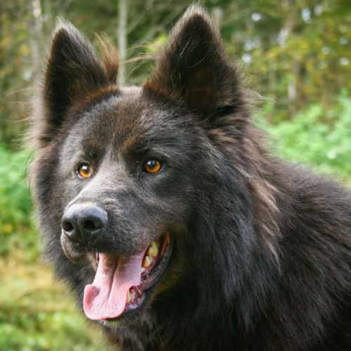 Otso at Nordic Wolfdogs