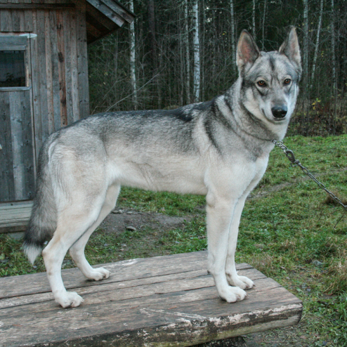 Finwolf Tala at Nordic Wolfdogs