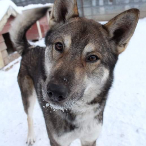 Velmu at Nordic Wolfdogs